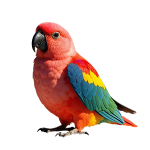Macaw